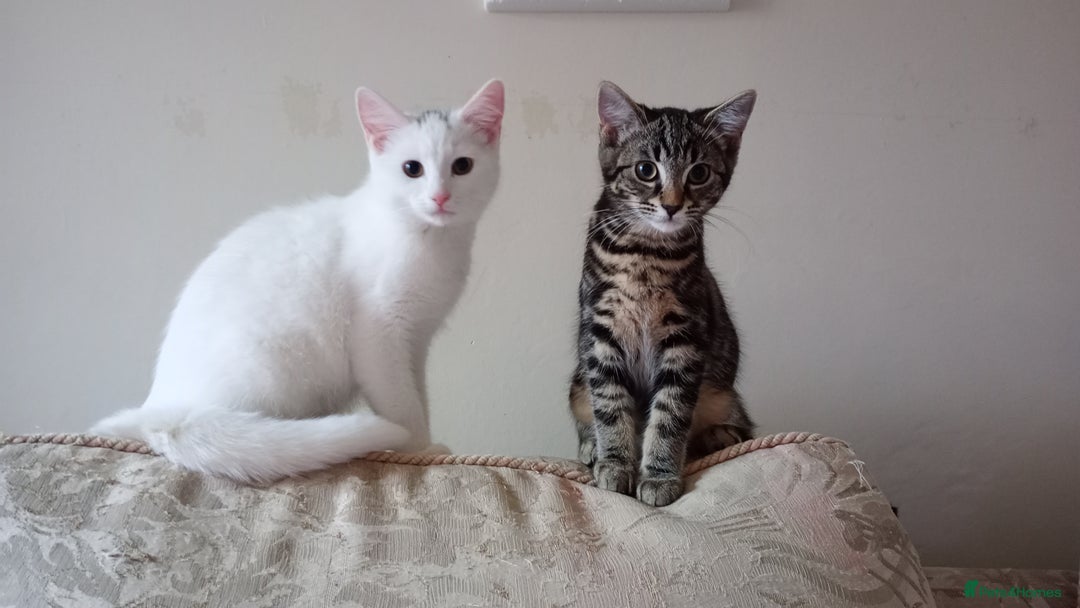 Ragdoll cats for sale: Turkish Angora / Shorthair cross - Image 3