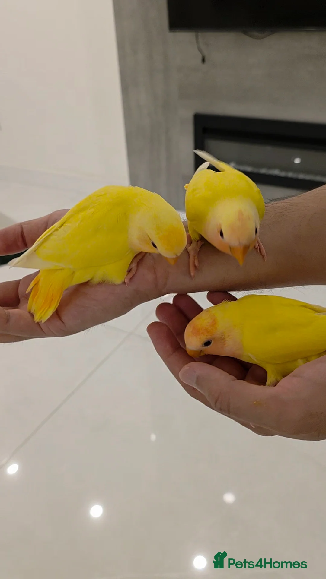 Lovebirds birds for sale: Super Tame, Hand-reared cuddly baby lovebirds  - Advert 2
