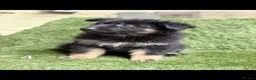 German Shepherd dogs for sale: German Shepard puppies  - Advert 17