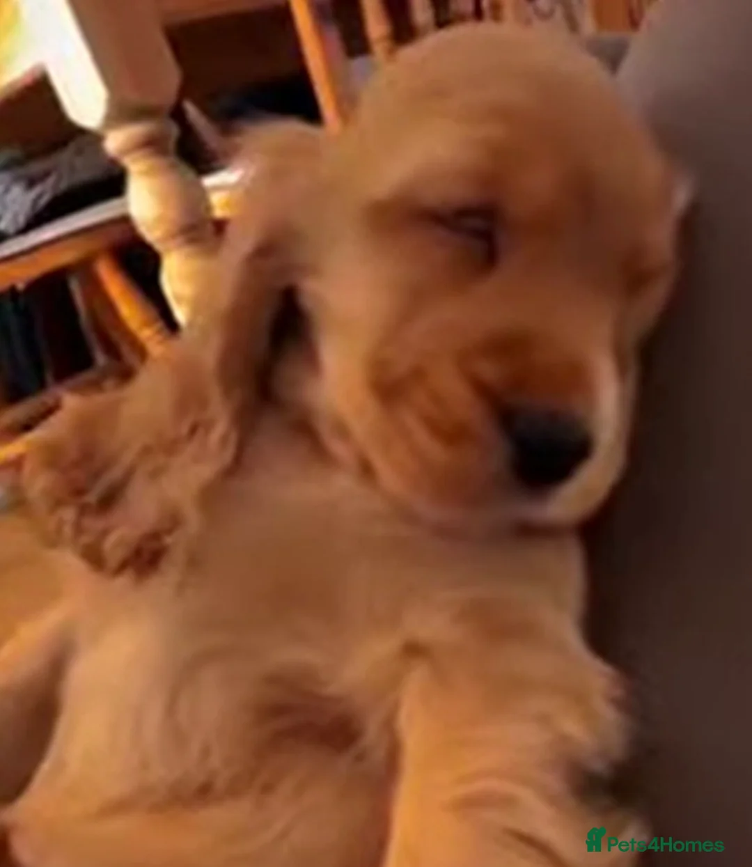 Cocker Spaniel dogs for sale: 🌟Stunning 100% show cocker kc & health tested - Advert 2