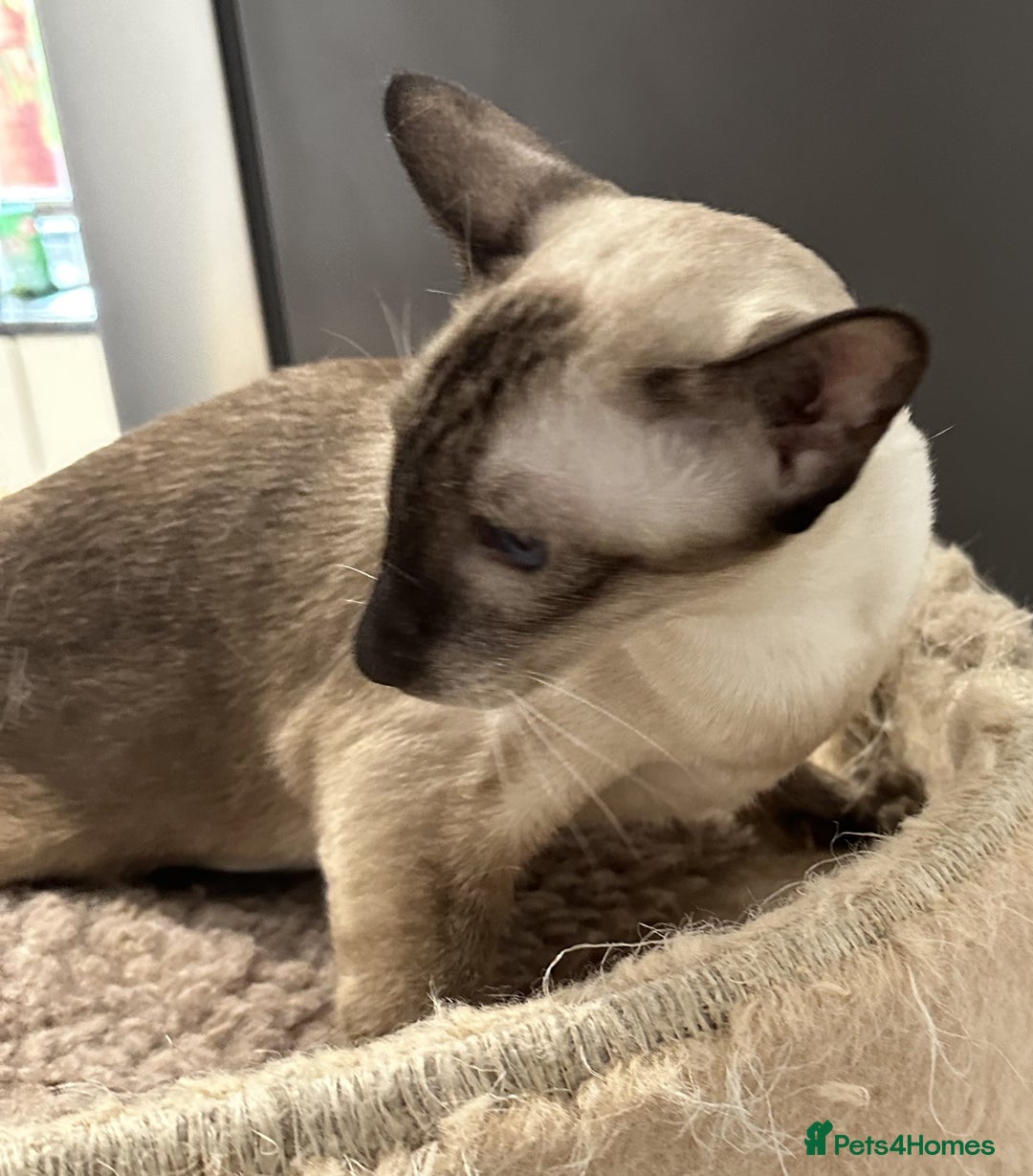 Siamese cats for sale: Siamese Female Seal Point - Active Register - Advert 3