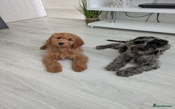 Cockapoo dogs for sale: cockerpoos  in Blaydon-on-Tyne - Image 1