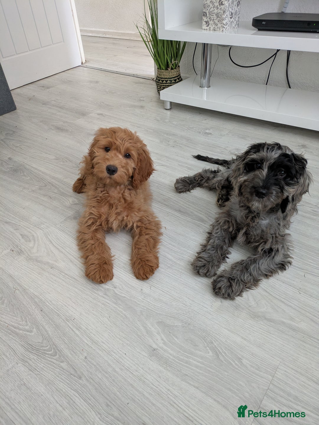 Cockapoo dogs for sale: cockerpoos  in Blaydon-on-Tyne - Image 1