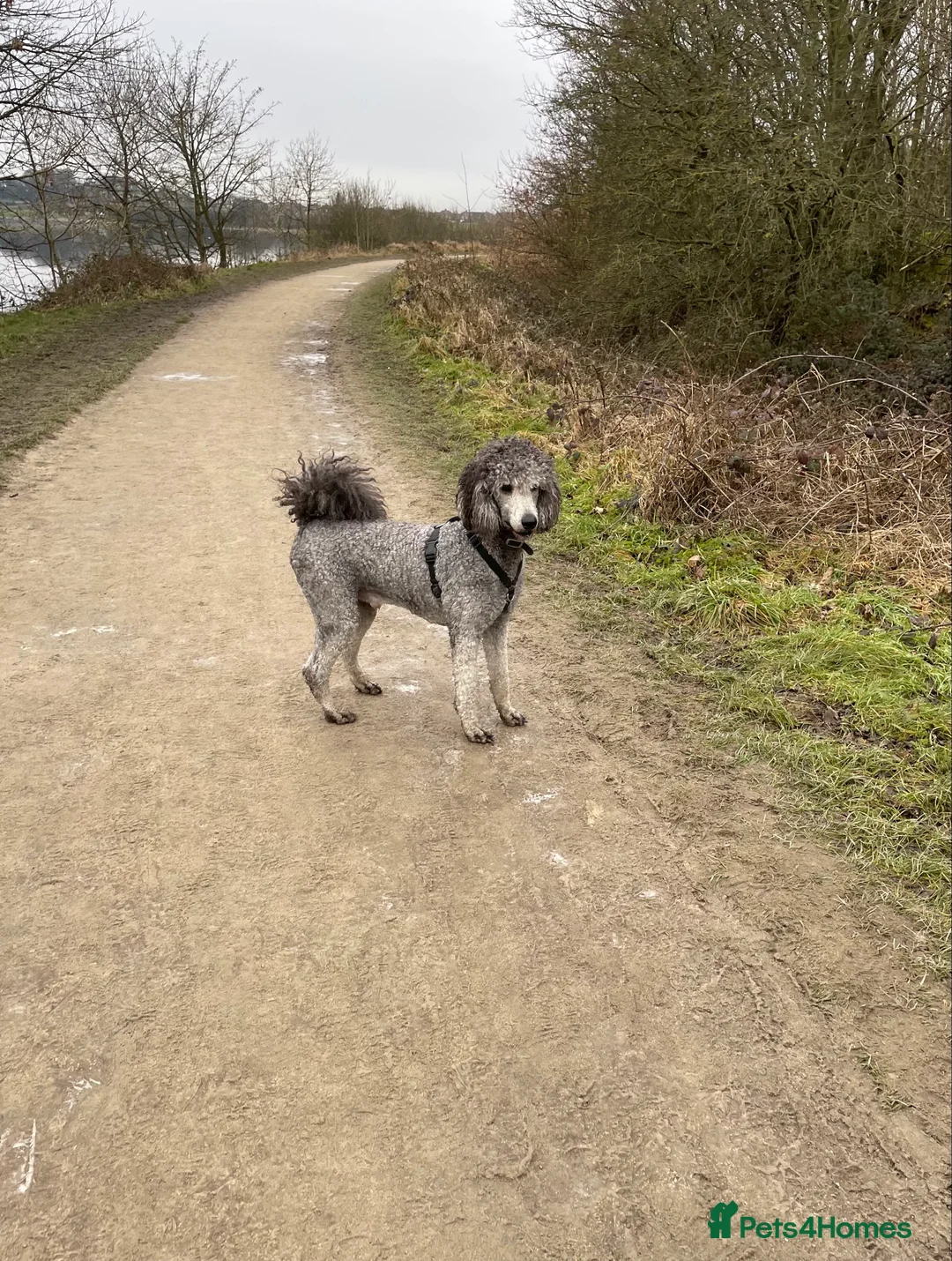 Standard Poodle dogs for stud: Silver standard poodle  in Wakefield - Advert 6