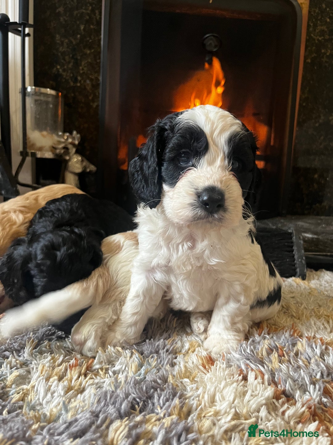 Cockapoo dogs for sale: Cockapoo Puppies Looking For 5* Homes  - Image 11