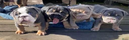English Bulldog dogs for stud: English Bulldog Stud – Exceptional Temperament - Advert 23