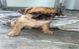 Pug dogs for sale: PUG PUPPYS READY TO GO !!!! - Advert 13