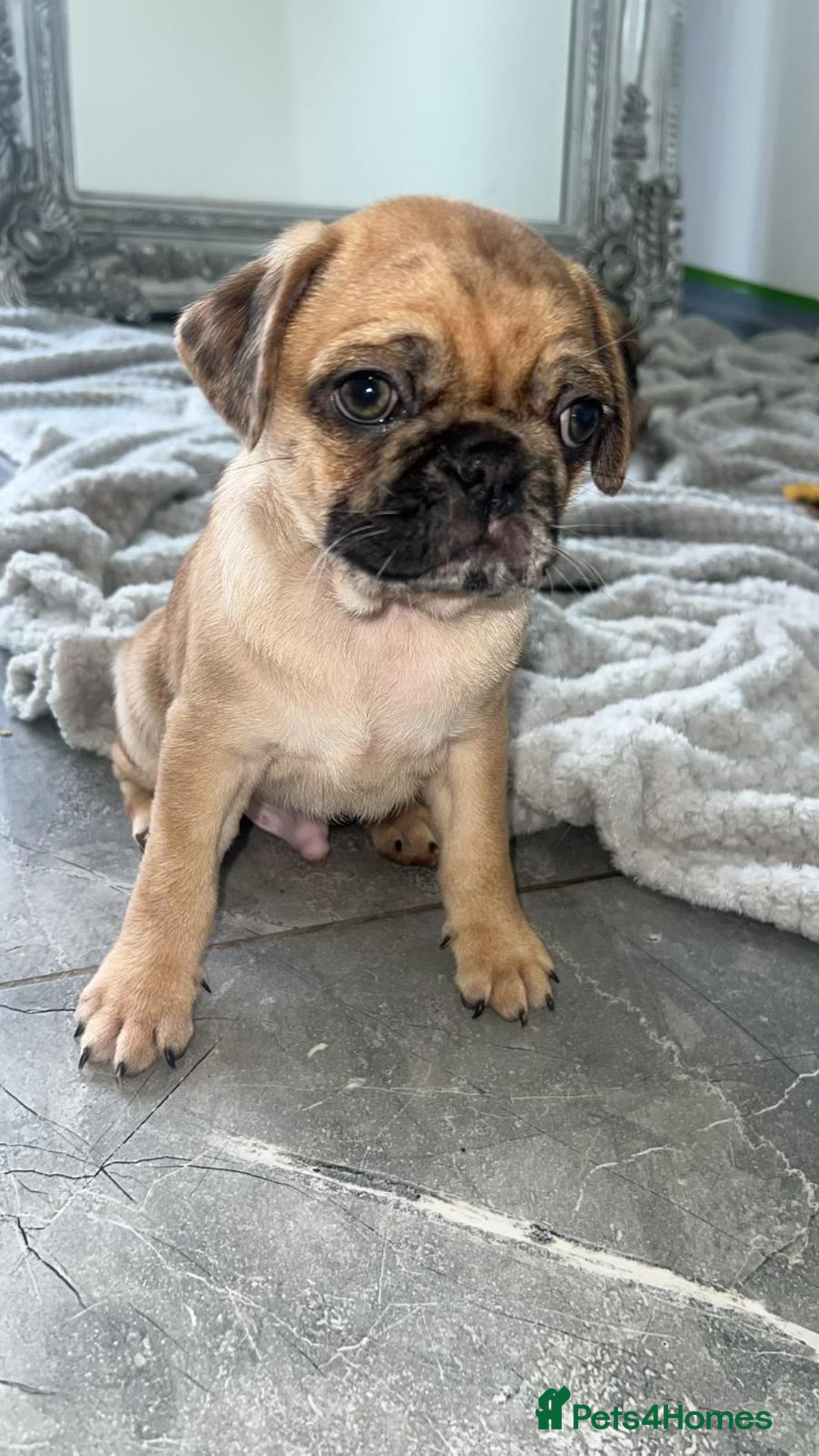 Pug dogs for sale: PUG PUPPYS READY TO GO !!!! - Advert 13