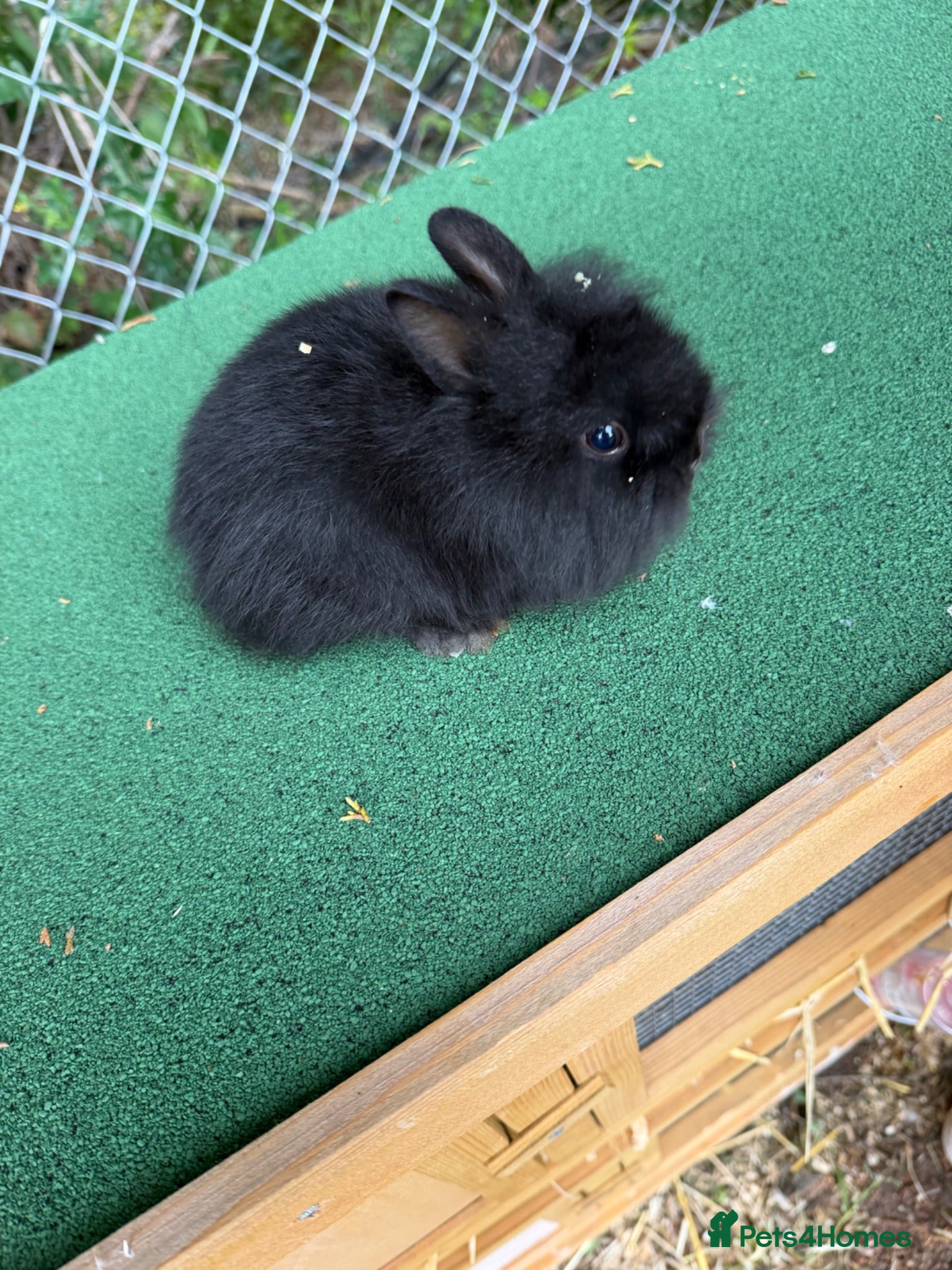 Lionhead rabbits 2 beautiful Lionhead - Advert 1