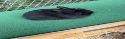 Lionhead rabbits for sale: 1 beautiful Lionhead - Advert 1