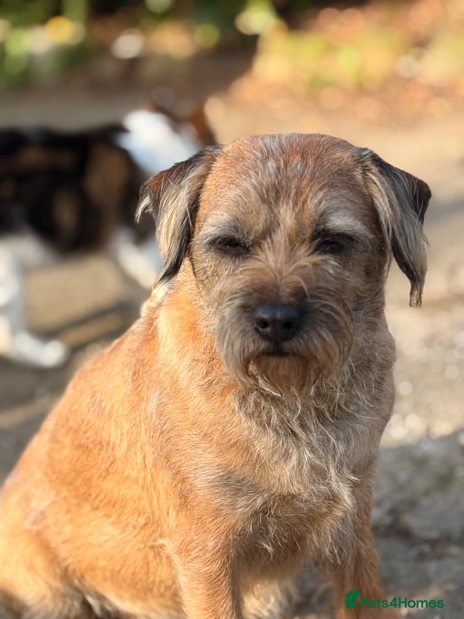Border Terrier dogs 7 year old female border terrier  - Advert 1