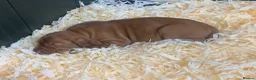 Hungarian Vizsla dogs for sale: Kc reg Hungarian Vizslas - Advert 12
