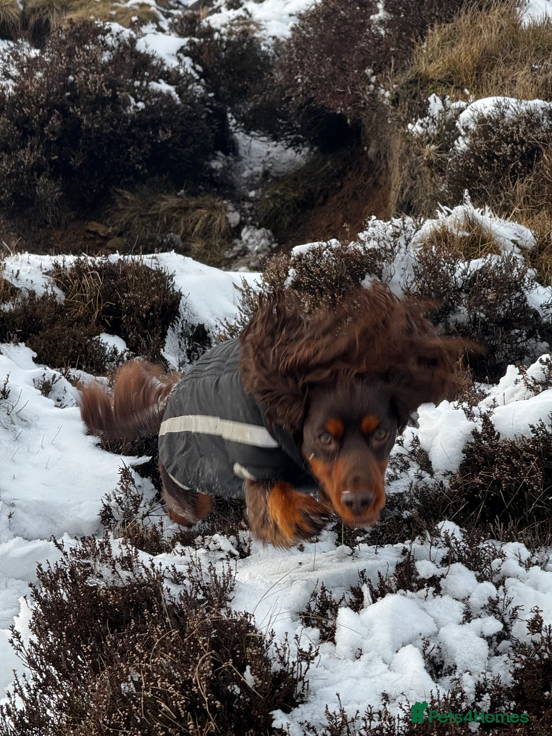 Cocker Spaniel dogs for sale: Working Cocker Spaniel in Lincoln - Advert 2