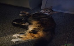 Mixed Breed cats for sale: Mixed breed with Maine Coone kitten  - Image 7