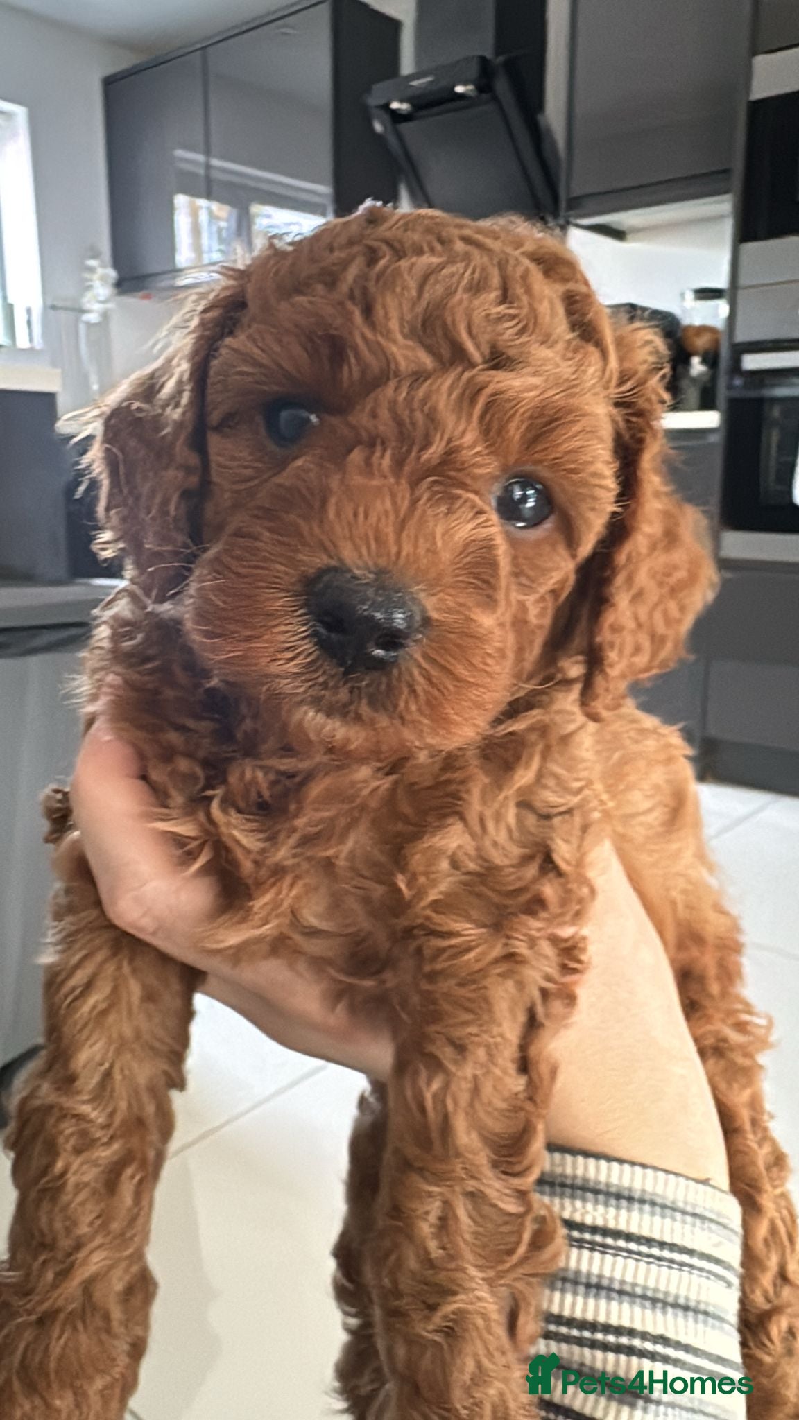 Cavapoo dogs Beautiful F1b Toy Cavapoos parents health checked  - Advert 18
