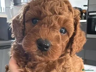 Cavapoo dogs Beautiful F1b Toy Cavapoos parents health checked - Advert 16