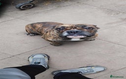 Olde English Bulldogge dogs for sale: Olde thyme bulldogge - Advert 3