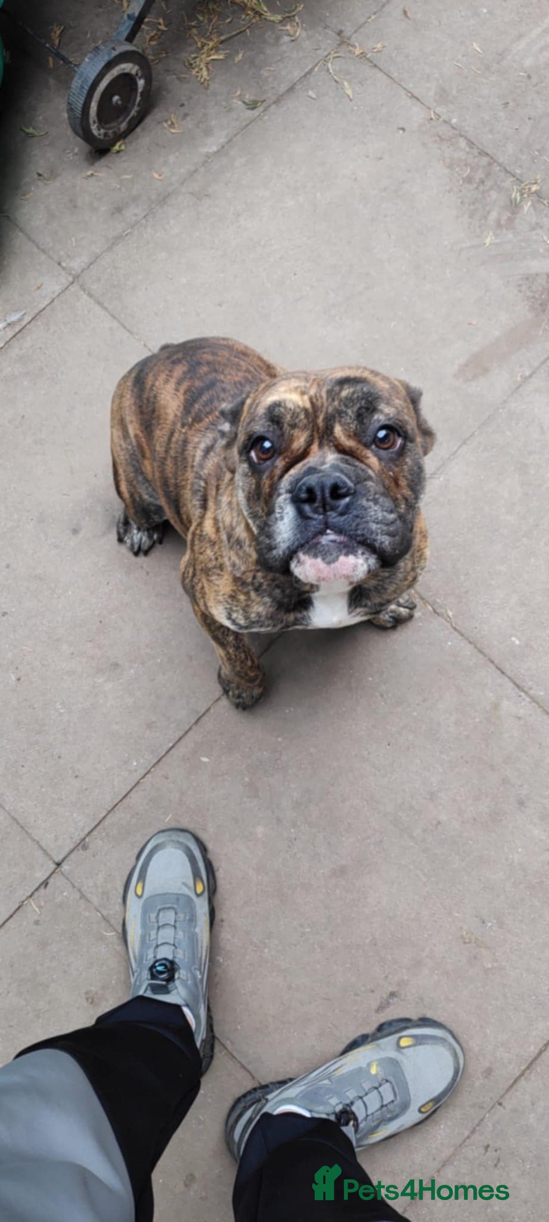 Olde English Bulldogge dogs for sale: Olde thyme bulldogge - Advert 3