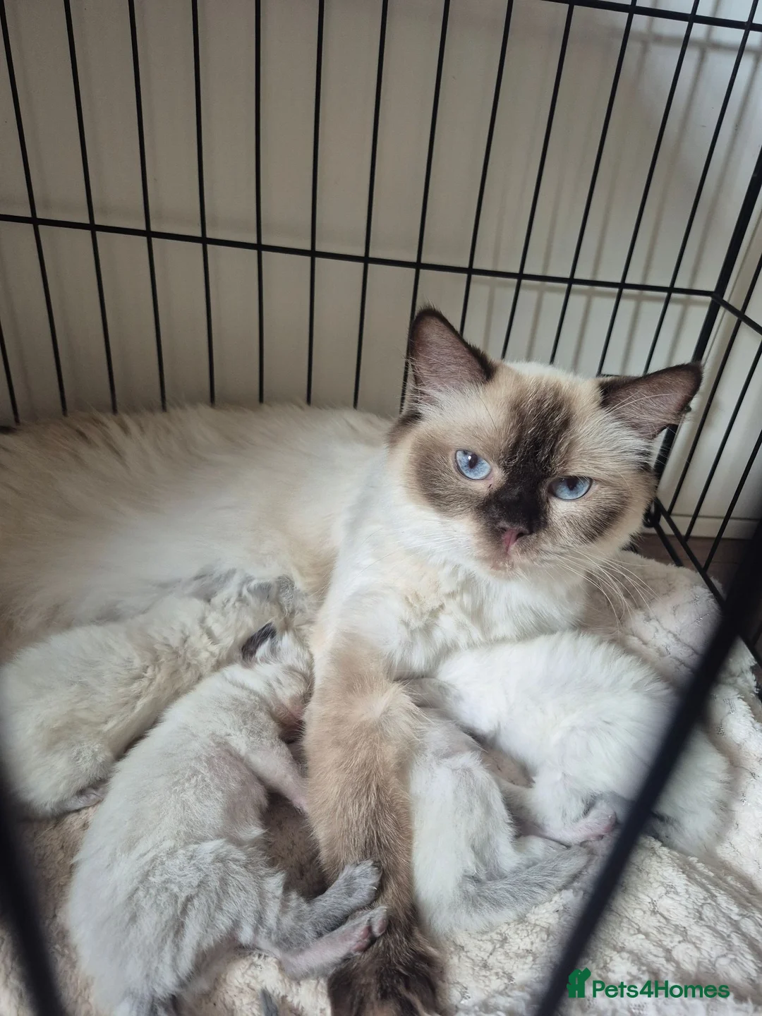 Ragdoll cats for sale: Blue point/ seal point Ragdoll kittens  - Advert 11
