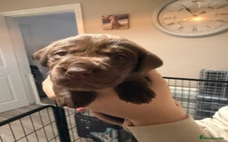 Labrador Retriever dogs for sale: Labrador puppies  - Image 12