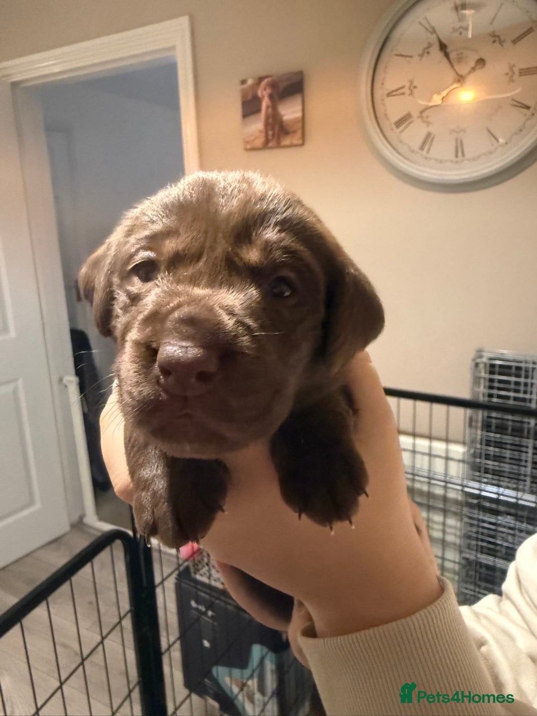 Labrador Retriever dogs for sale: Labrador puppies  - Image 12