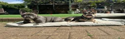 French Bulldog dogs for sale: Frenchie Mother & Daughter(To Be Rehomed Together) - Advert 4