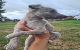 Whippet dogs for sale: Fantastic Whippet puppies - Image 3