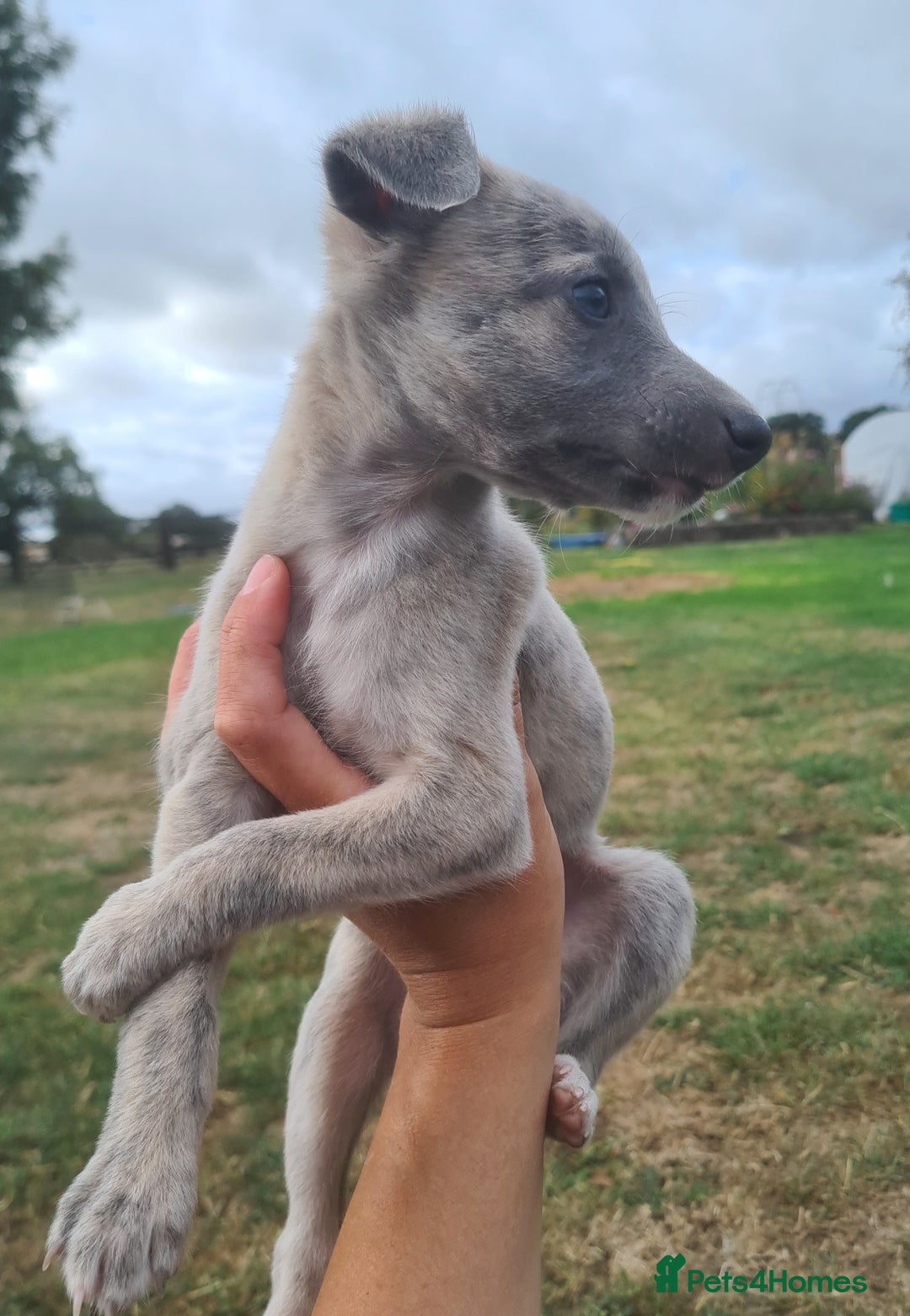 Whippet dogs for sale: Fantastic Whippet puppies - Image 3