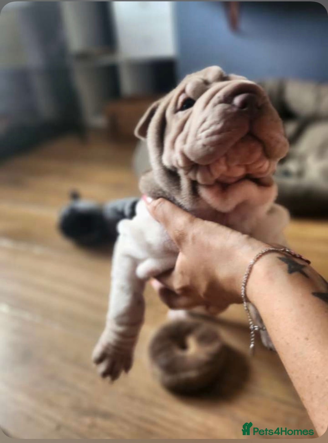 Shar Pei dogs for sale: Beautiful female shar-peis  - Image 4