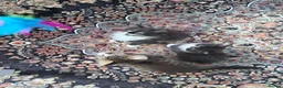 Mixed Breed cats for sale: Stunning mixed breed kittens - Advert 4