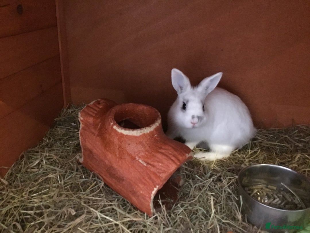 English Spot rabbits for sale: 3 Rabbits for sale ***updated listing*** - Image 2