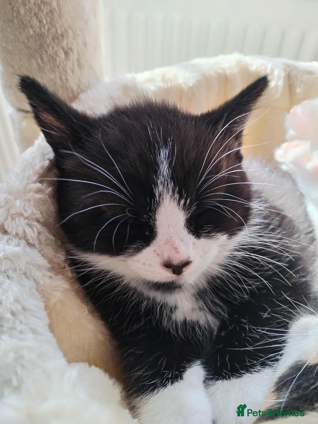 Mixed Breed cats for sale: 2 male kittens - Advert 2