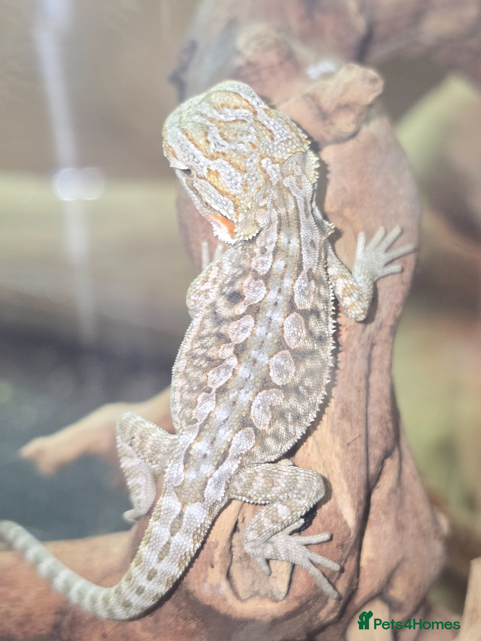 Bearded Dragon reptiles Baby Bearded Dragons  - Advert 6