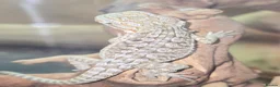 Bearded Dragon reptiles for sale: Baby Bearded Dragons  in Ashford - Advert 1
