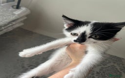 British Shorthair cats for sale: Kittens  - Image 8