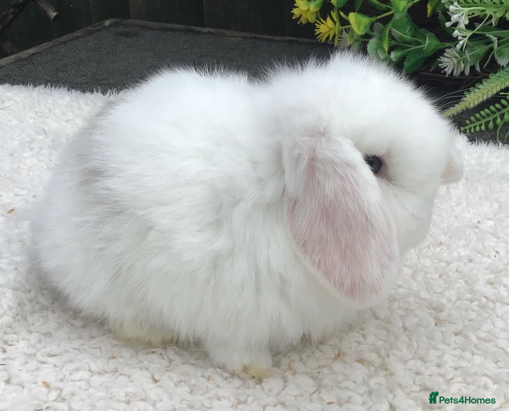 Mini Lop rabbits Mini lop buck - Advert 1
