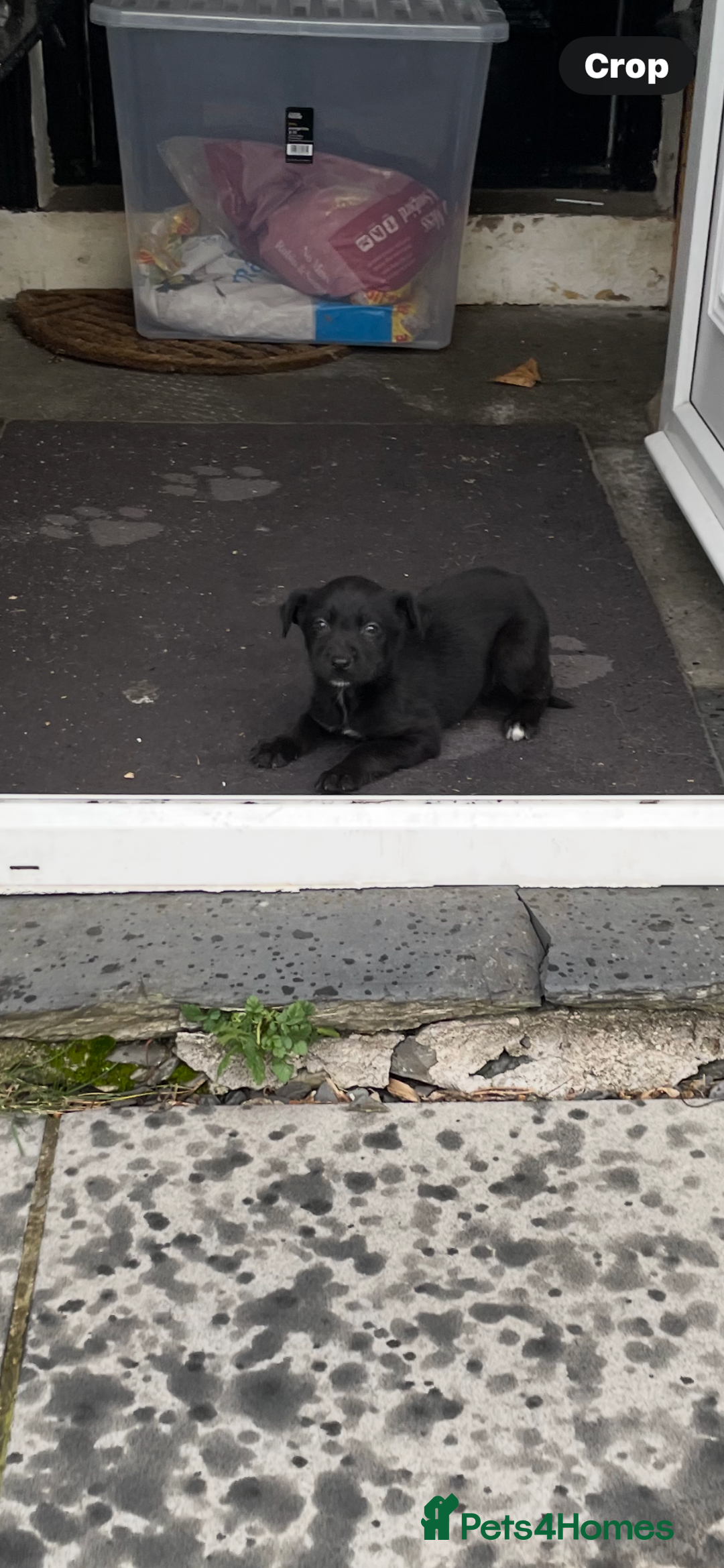 Borador dogs for sale: ⚫️lab x collie puppies ⚪️ - Advert 2