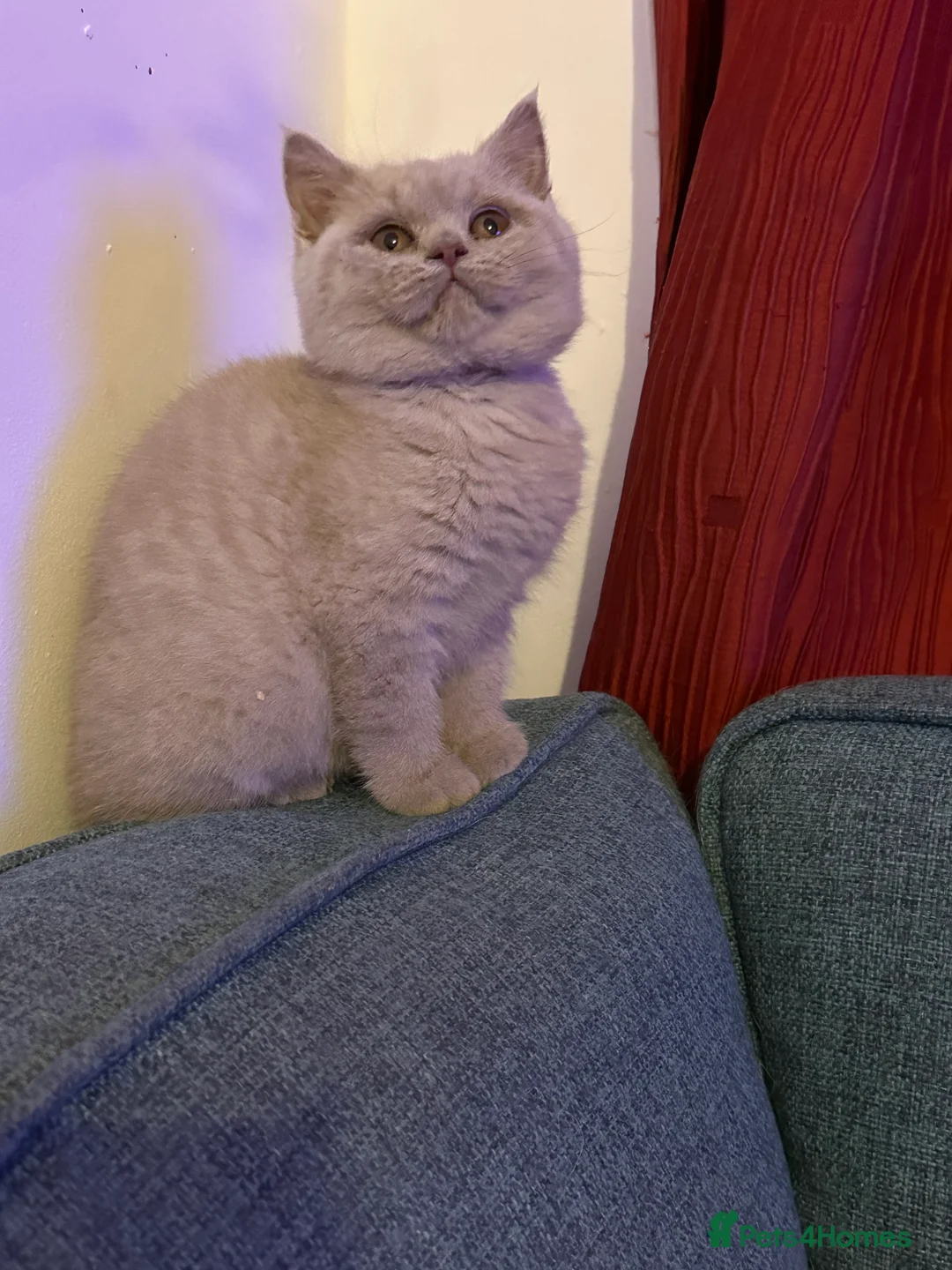 British Shorthair cats for sale: British shorthair Mixed litter  - Advert 1