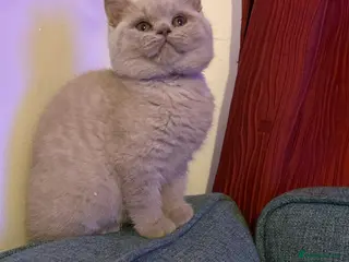 British Shorthair cats British shorthair Mixed litter - Advert 1