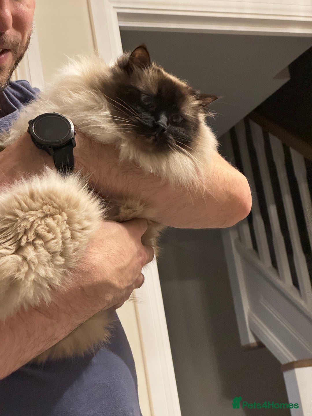 Ragdoll cats for sale: Loving Home Needed for Our Dear Cat, Nina - Image 2