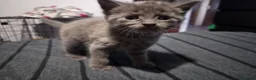 Mixed Breed cats for sale: Last grey kitten - Advert 6