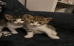 Mixed Breed cats for sale: 7 weeks kittens - Image 1