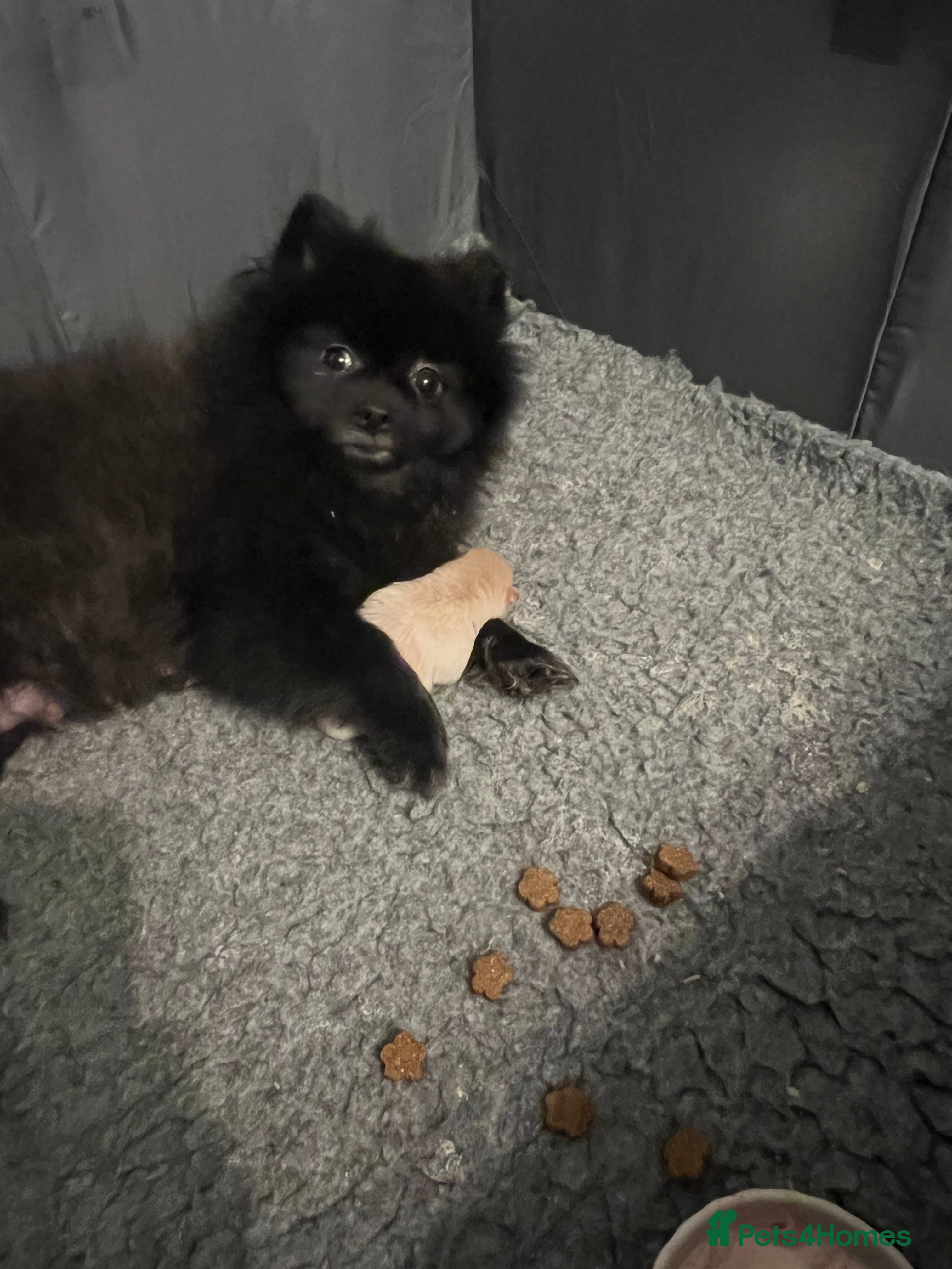 Pomeranian dogs pomerianian - Advert 1