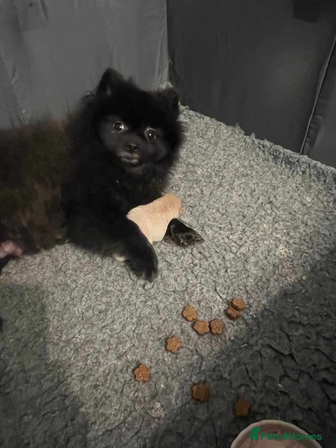 Pomeranian dogs for sale: pomerianian - Advert 1