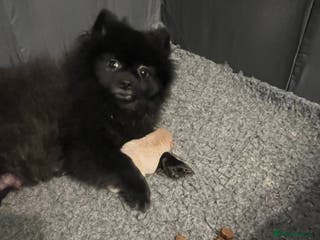 Pomeranian dogs pomerianian - Advert 1