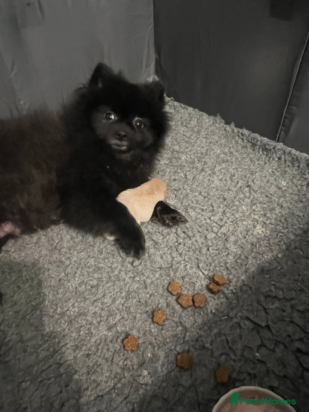 Pomeranian dogs for sale: pomerianian - Advert 1