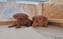Goldendoodle dogs for sale: Waiting list - Miniature goldendoodle puppies   - Image 4
