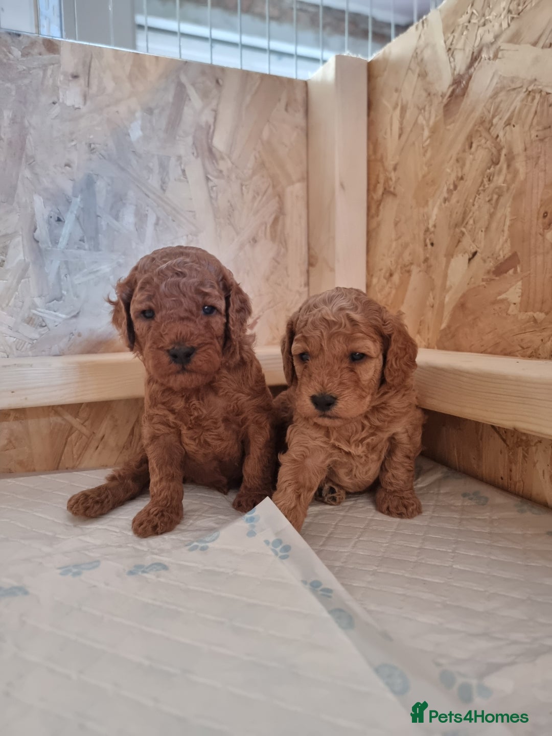 Goldendoodle dogs for sale: Waiting list - Miniature goldendoodle puppies   - Image 4