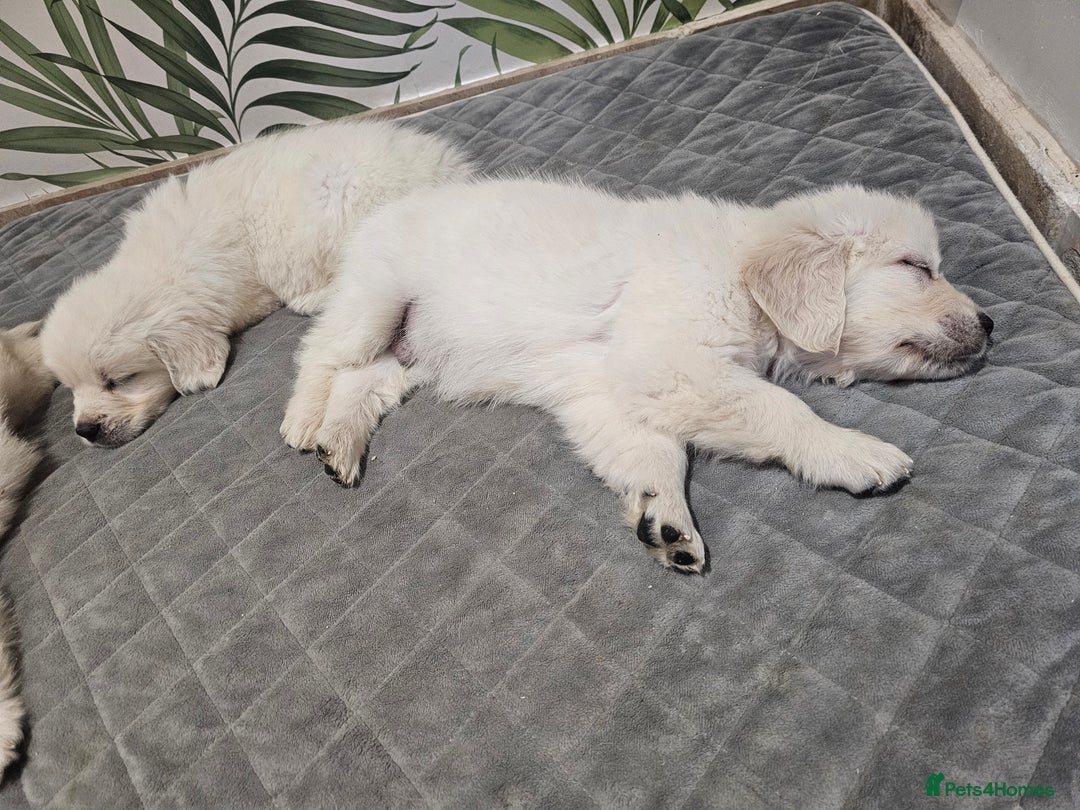 Golden Retriever dogs for sale: Extensively Health Tested English Cream Puppies - Advert 16