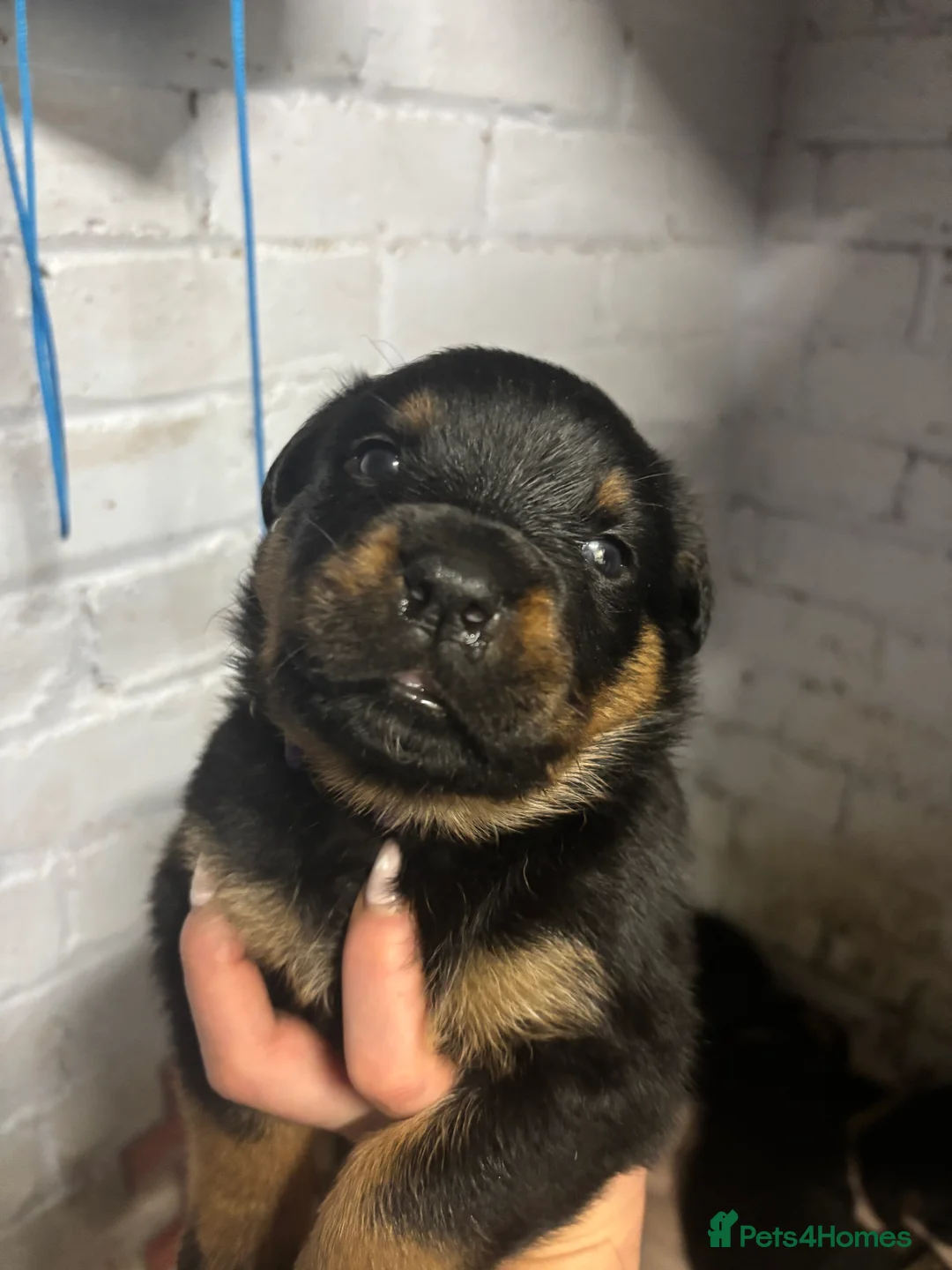 Rottweiler dogs for sale: *** Pedigree Rottweiler puppies ready in 2 wks*** - Advert 15